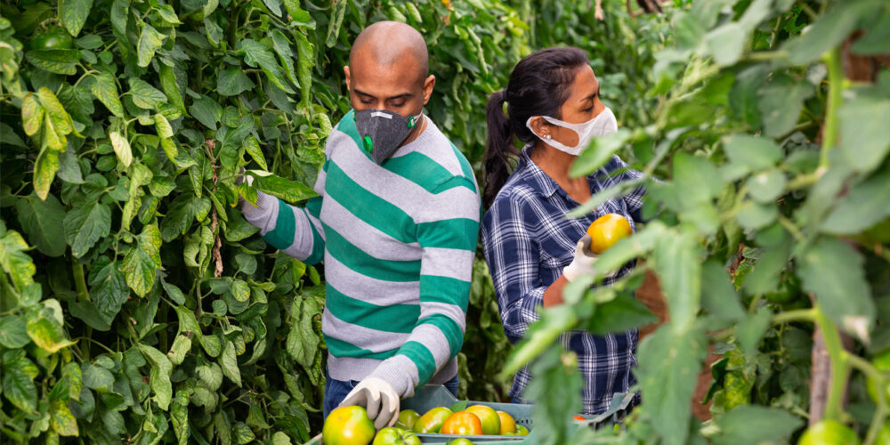 COVID’s Impact on Agricultural Workers Harbor America